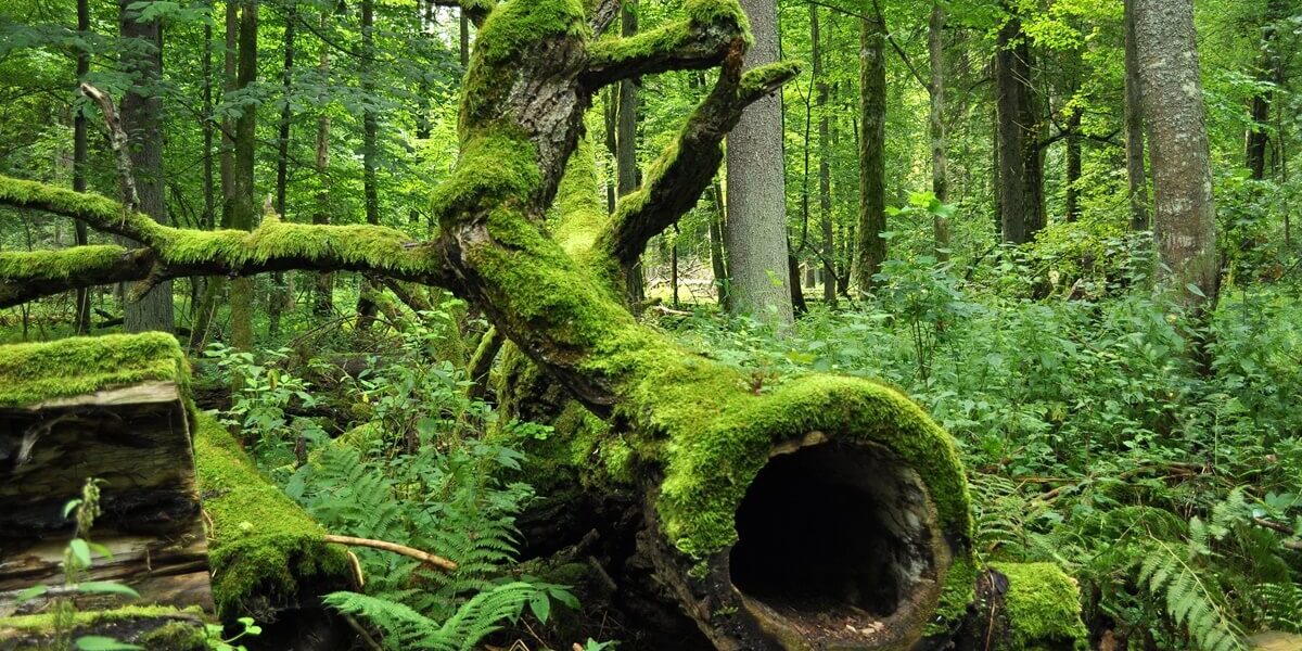 Bialowieza Ulusal Parkı