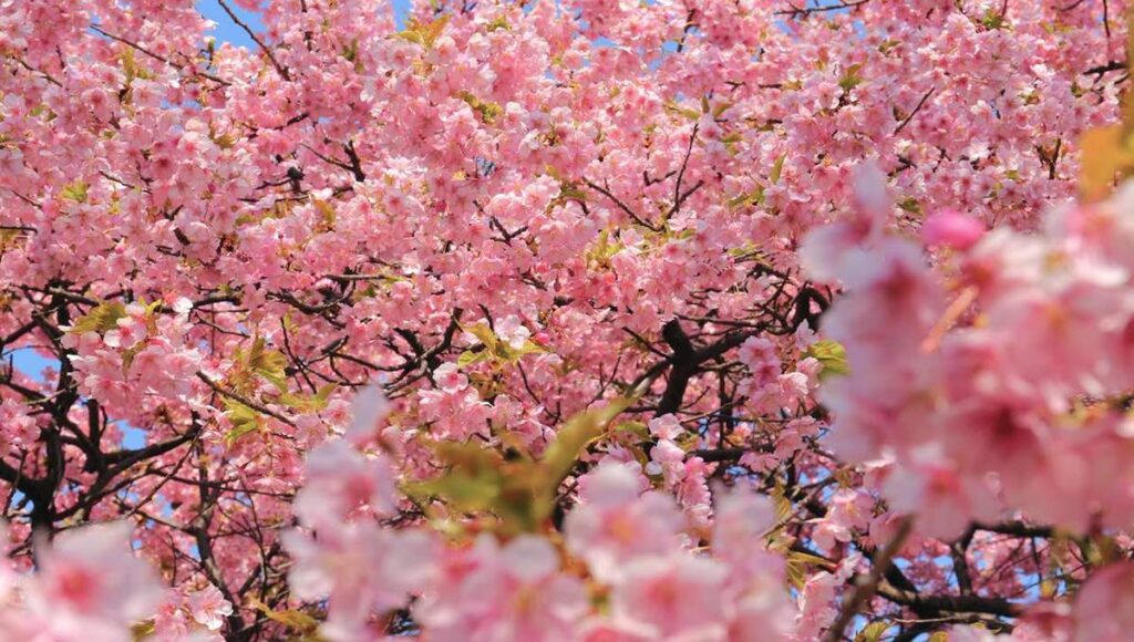 Fukuoka'da Sakura Zamanı