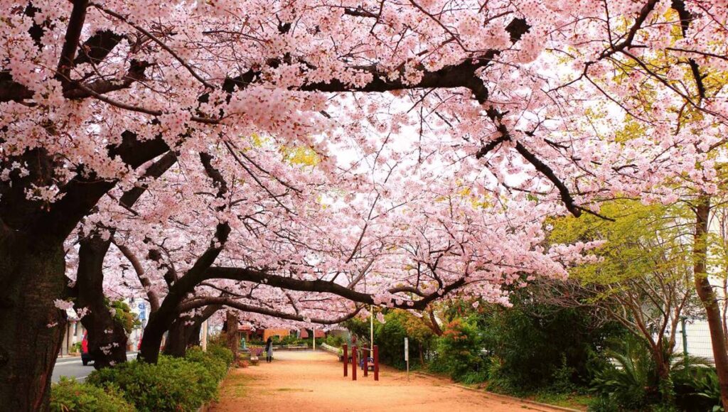 Sakura Ne Zaman?