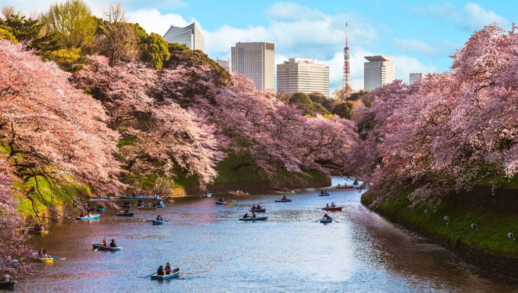 Tokyo'da Sakura
