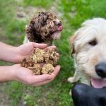 Truf Mantarı Avcılık & Gurme Turu İtalya