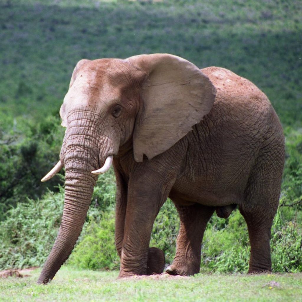 Cape Town Safari Turu Afrika