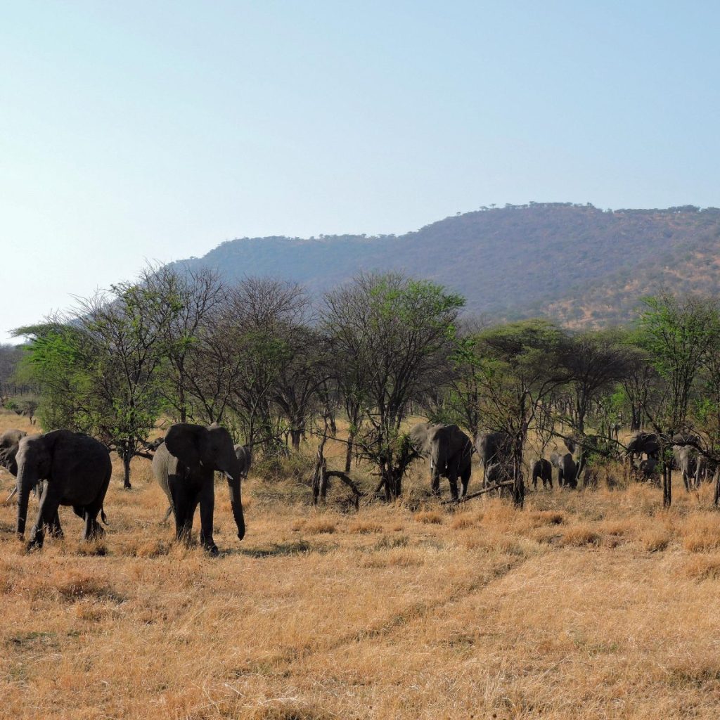 Uganda Kenya Tanzanya Safari Turu Afrika