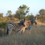 Güney Afrika Turistik Turu