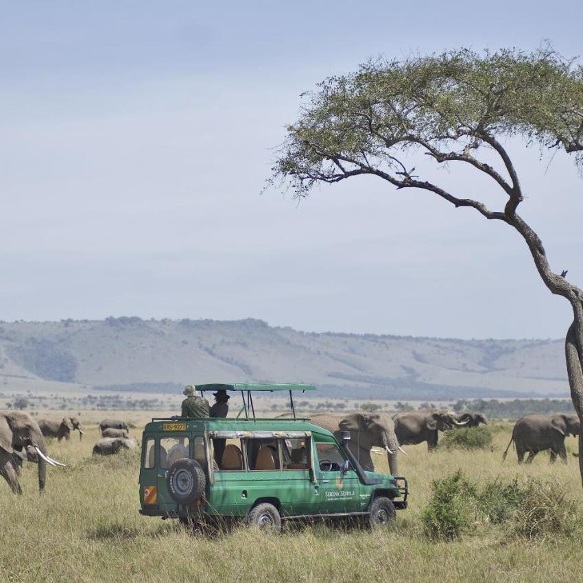 Masai Mara savanında safari aracı, filler ve akasya ağacı, Kenya Safari Turu