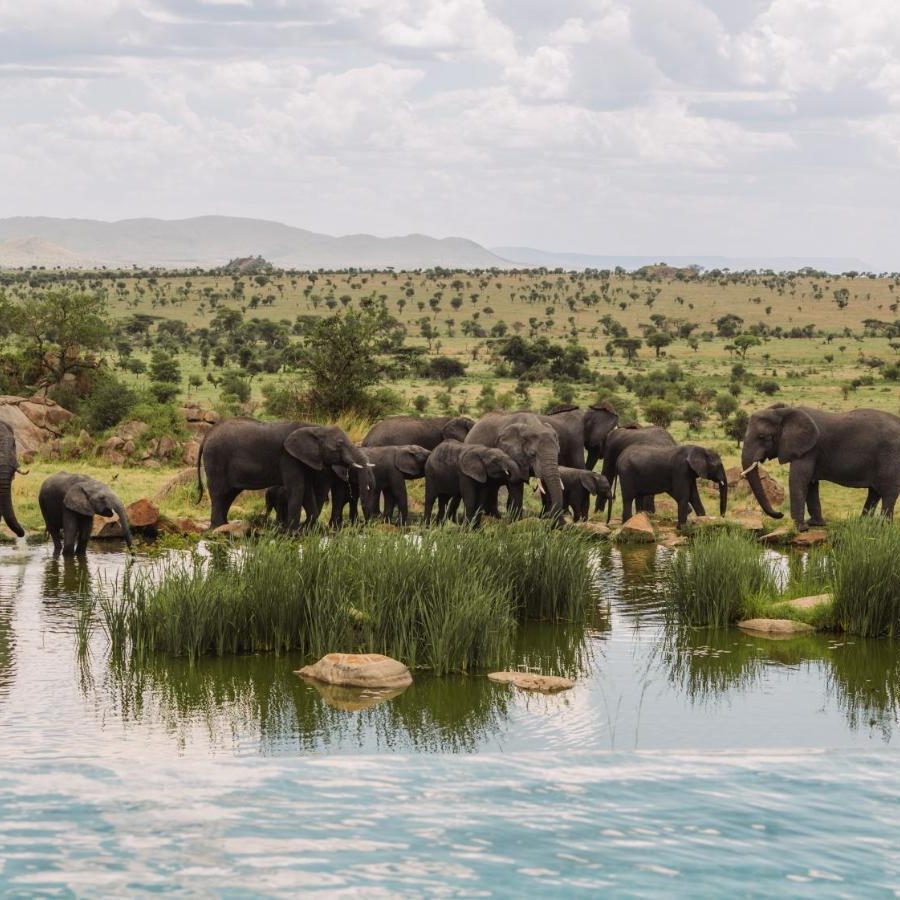 Serengeti safari lodge havuzunda su içen fil sürüsü ve savana, Tanzanya Safari Turu