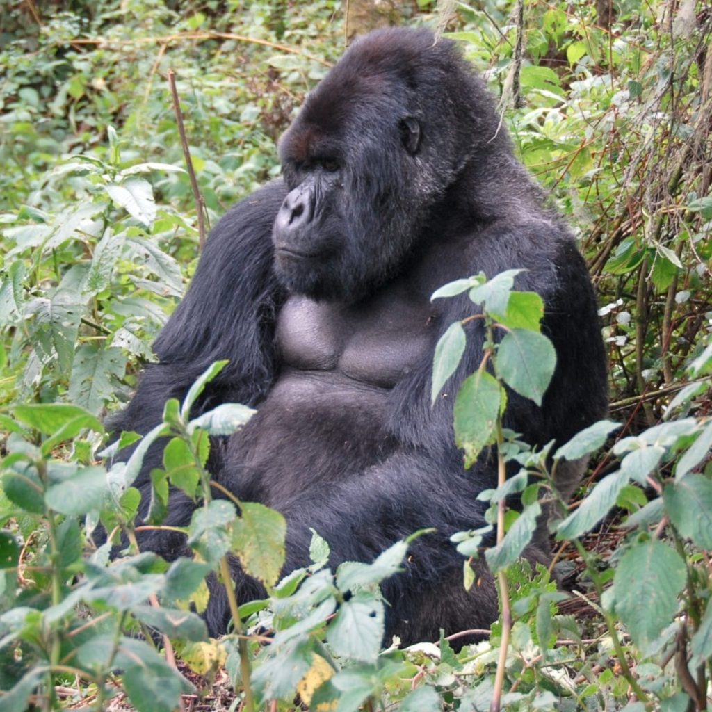 Uganda Goril Safari Turu Afrika