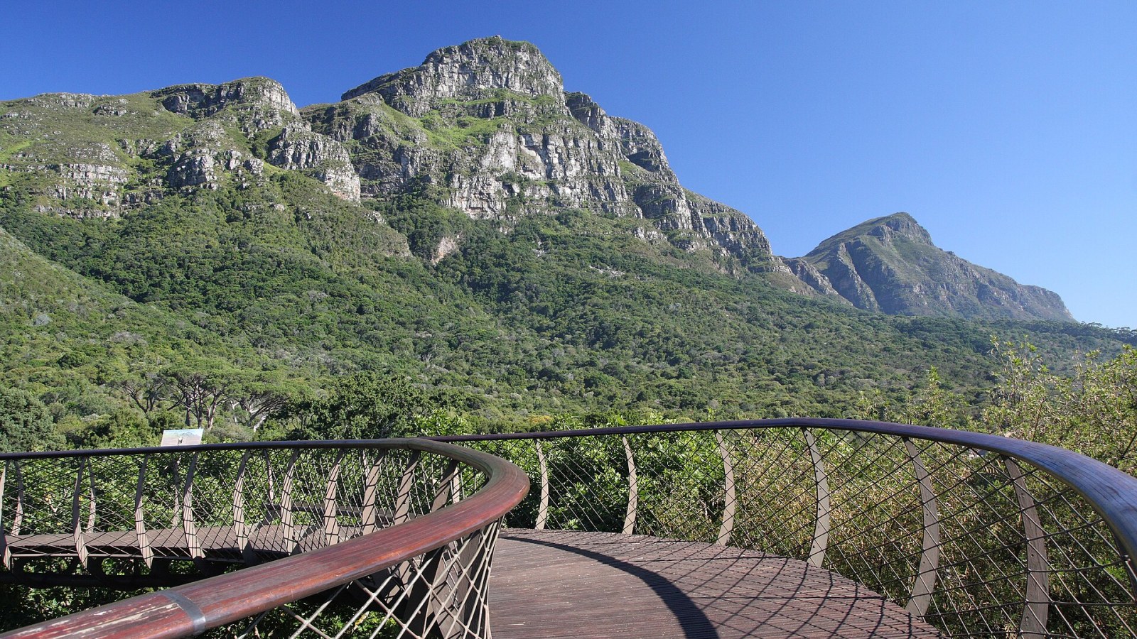 Cape Town Kirstenbosch Botanik Bahçesi'nde ağaç tepesi yürüyüş yolu ve arkada dağ