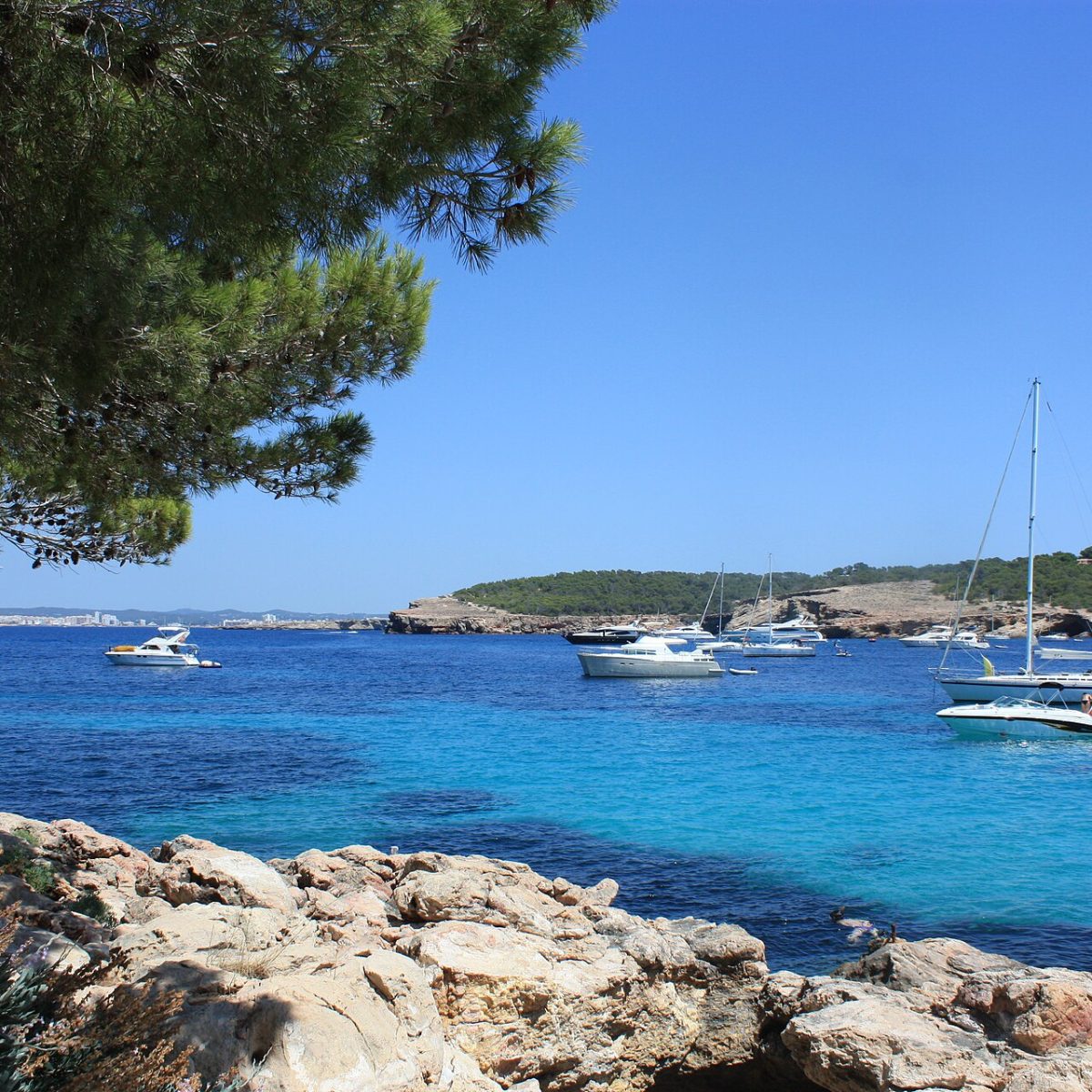 Cala Bassa Koyu, İbiza İbiza turunda Cala Bassa koyunun berrak turkuaz denizi ve çamlı kıyısı