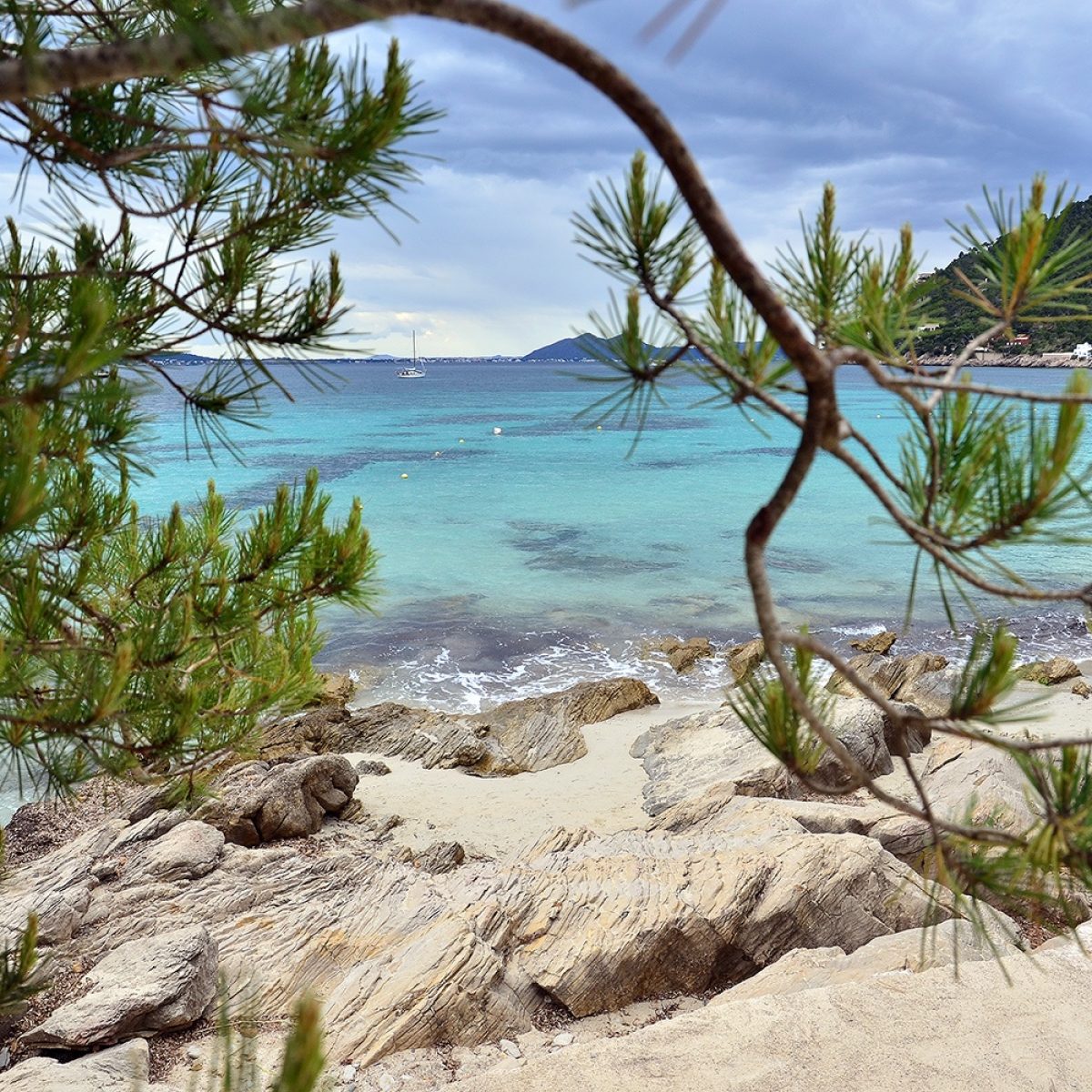 Formentor Plajı Mallorca Mallorca turunda Formentor plajının çam gölgeli kıyısı ve arkadaki Tramuntana dağları