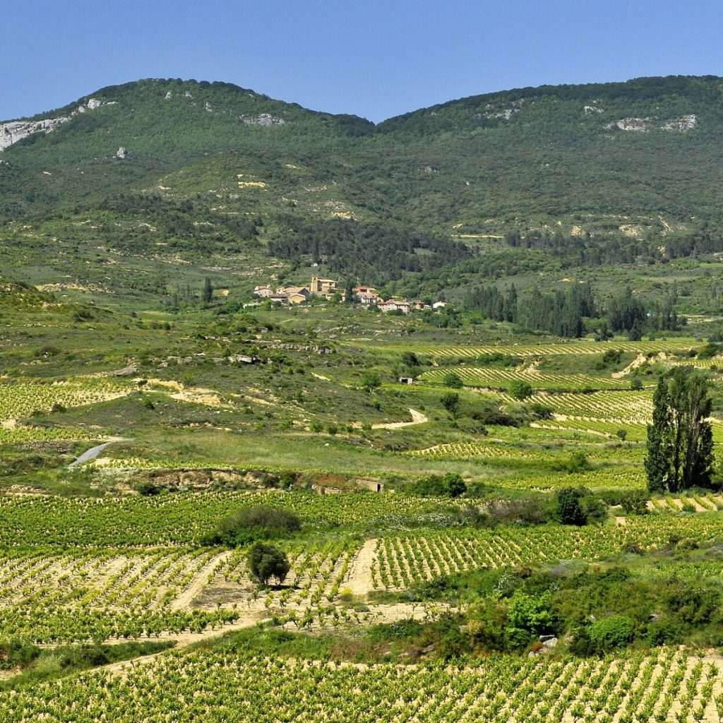 La Rioja üzüm bağları manzarası