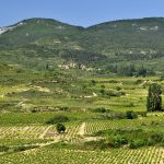 La Rioja üzüm bağları manzarası