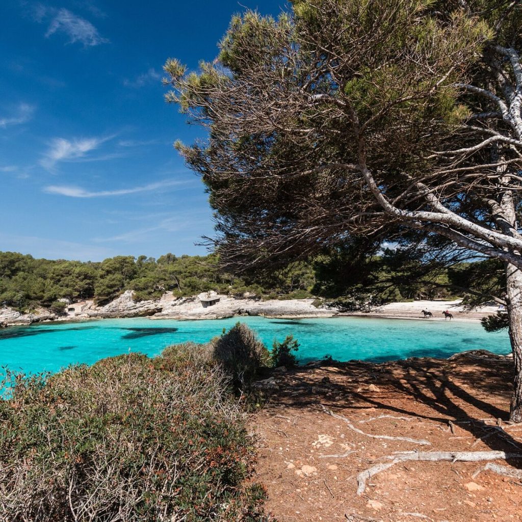 Menorca turunda Cala Turqueta plajının turkuaz sığ suları ve çam ağaçları