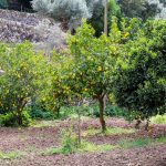 Mallorca turunda Valldemossa'nın dağ eteğine kurulu taş evleri ve manastır kulesi