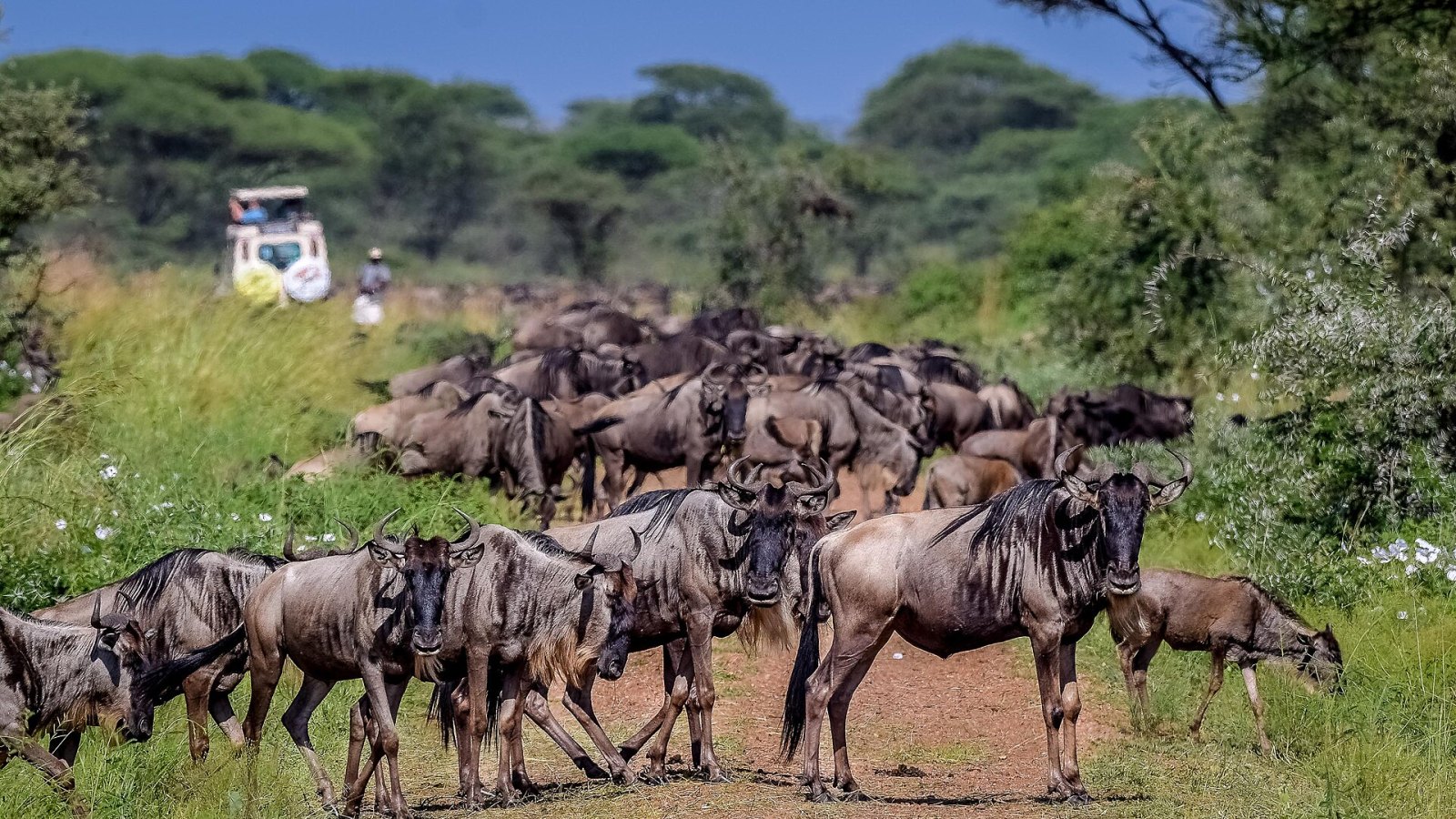 Serengeti Milli Parkı’nda gnu sürüsü