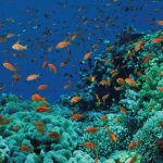 Sharm El Sheikh'te Ne yaplır?